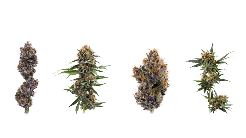 A close up of 4 marijuana nuggets