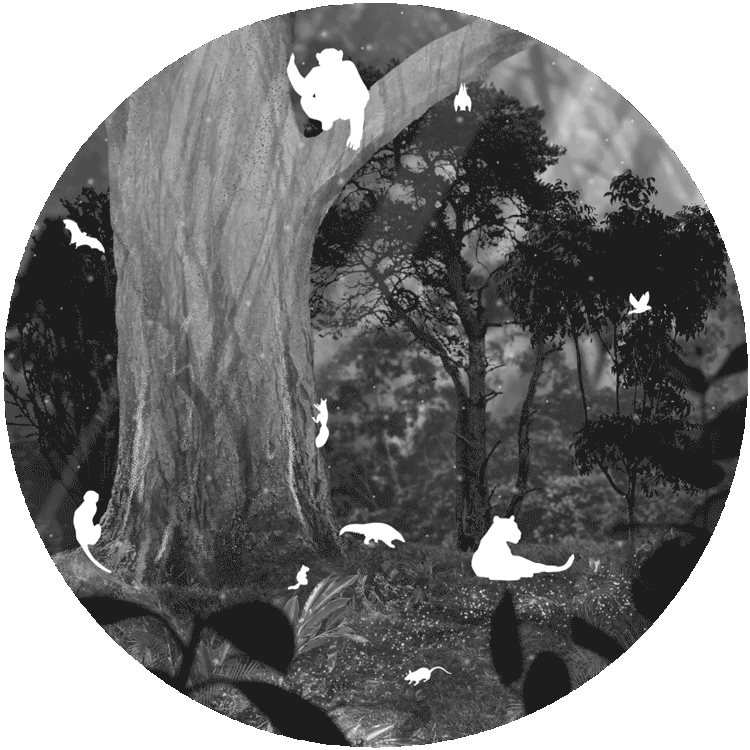 Animated ecosystem in black and white, featuring various wildlife in an opaque white outline