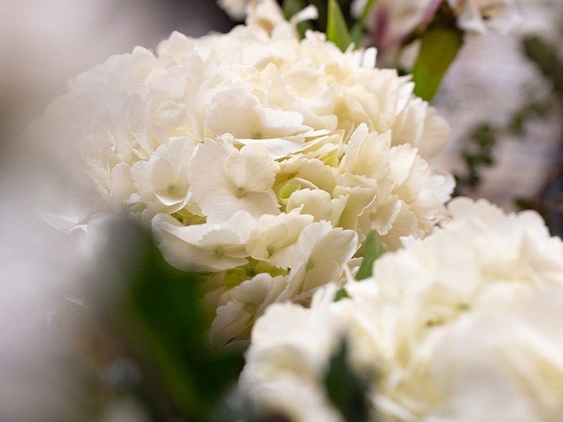 A close-up shot of white hydrangea flowers in full bloom. The delicate petals are densely packed, creating a lush and vibrant texture. The background is blurred, drawing attention to the soft, intricate details of the flowers.
