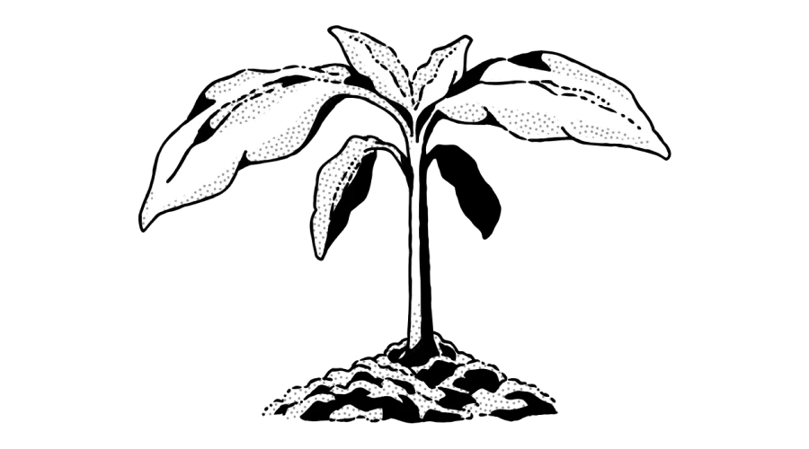 A black-and-white illustration of a small plant with several leaves growing out of soil, depicted in a stylized, dotted drawing style.